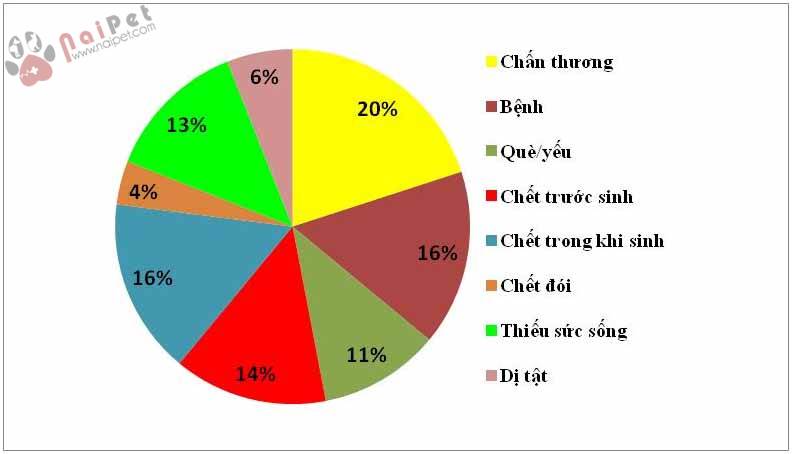 bi-quyet-giup-nai-de-vuot-can-thanh-cong 4