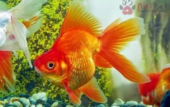 Các Bệnh Thường Gặp Ở Cá Vàng cac-benh-thuong-gap-o-ca-vang