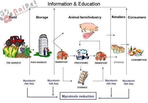 cac-cau-hoi-thuong-gap-ve-mycotoxin-trong-chan-nuoi 1