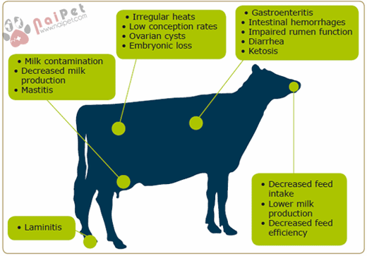 cac-cau-hoi-thuong-gap-ve-mycotoxin-trong-chan-nuoi