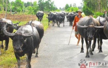 Cách Chữa Bệnh Loét Da Quăn Tai Ở Trâu Bò cach-chua-benh-loet-da-quan-tai-o-trau-bo