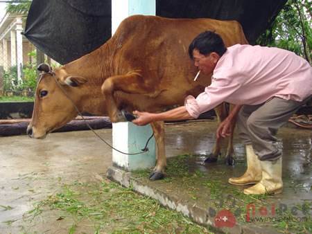 cach-de-bo-khong-bi-cuoc-chan