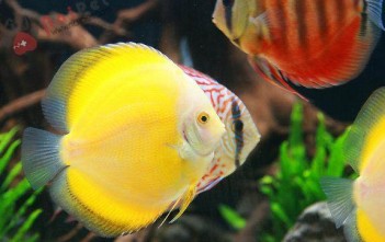 Cách Điều Trị Cá Dĩa Bị Đục Mắt cach-dieu-tri-ca-dia-bi-duc-mat