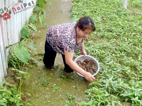 cach-nuoi-cua-dong-cho-thu-nhap-cao 1