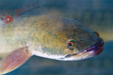 cach-phong-tri-benh-cho-ca-loc