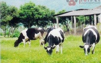 cach-phong-tri-benh-phu-goi-o-bo-sua