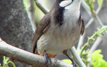 Cách Phòng Và Trị Bệnh Thường Gặp Ở Chào Mào cach-phong-tri-benh-thuong-gap-o-chao-mao