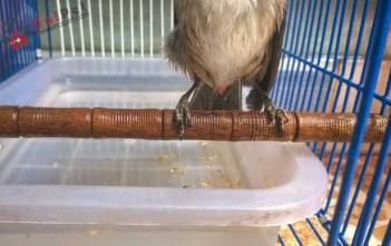 Cách Trị Móng Chào Mào Bị Cong, Vẹo cach-tri-mong-chao-mao-bi-cong-veo