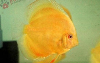 Cách Trị Nấm Cho Cá Dĩa cach-tri-nam-cho-ca-dia