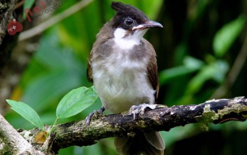 Cách Trị Tiêu Chảy Cho Chào Mào cach-tri-tieu-chay-cho-chao-mao