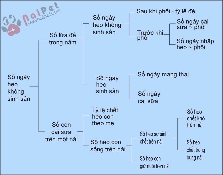 cai-thien-so-ngay-heo-khong-sinh-san 2