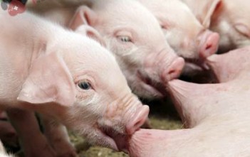 Newborn piglets suck the breasts of his mother