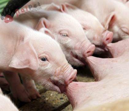 Newborn piglets suck the breasts of his mother