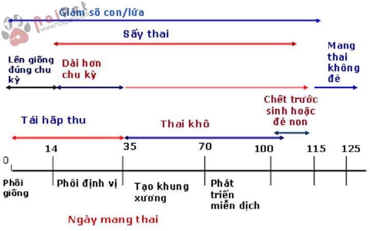 chan-doan-cac-nguyen-nhan-truyen-nhiem-gay-roi-loan-sinh-san-o-heo 3