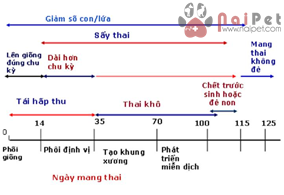 chan-doan-cac-nguyen-nhan-truyen-nhiem-gay-roi-loan-sinh-san-o-heo 8