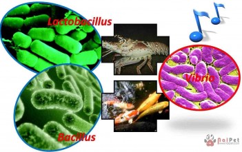 che-pham-sinh-hoc-trong-phong-benh-va-tang-truong-heo