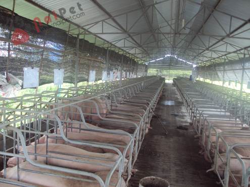 chuong-trinh-nuoi-duong-heo-sinh-san 1