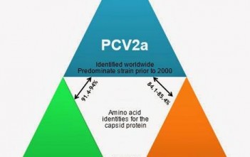 dich-te-cua-pcv2-va-nhung-van-de-lien-quan 1