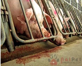 giam-nang-suat-sinh-san-do-nguyen-nhan-khong-truyen-nhiem 2