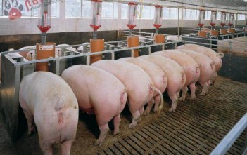 heo-nai-khong-len-giong-lai-sau-cai-sua 1