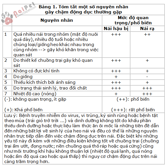 heo-nai-khong-len-giong-lai-sau-cai-sua