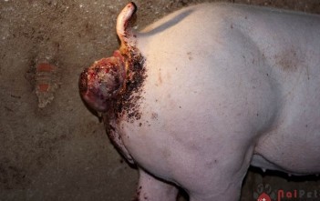 hien-tuong-sa-truc-trang-o-dan-heo-cong-nghiep 1