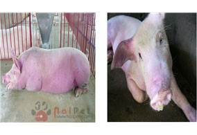 hieu-biet-va-doi-pho-voi-benh-tai-xanh-prrs 2