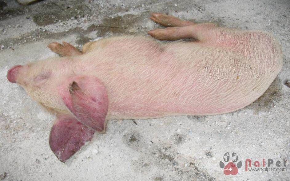 hieu-biet-va-doi-pho-voi-benh-tai-xanh-prrs