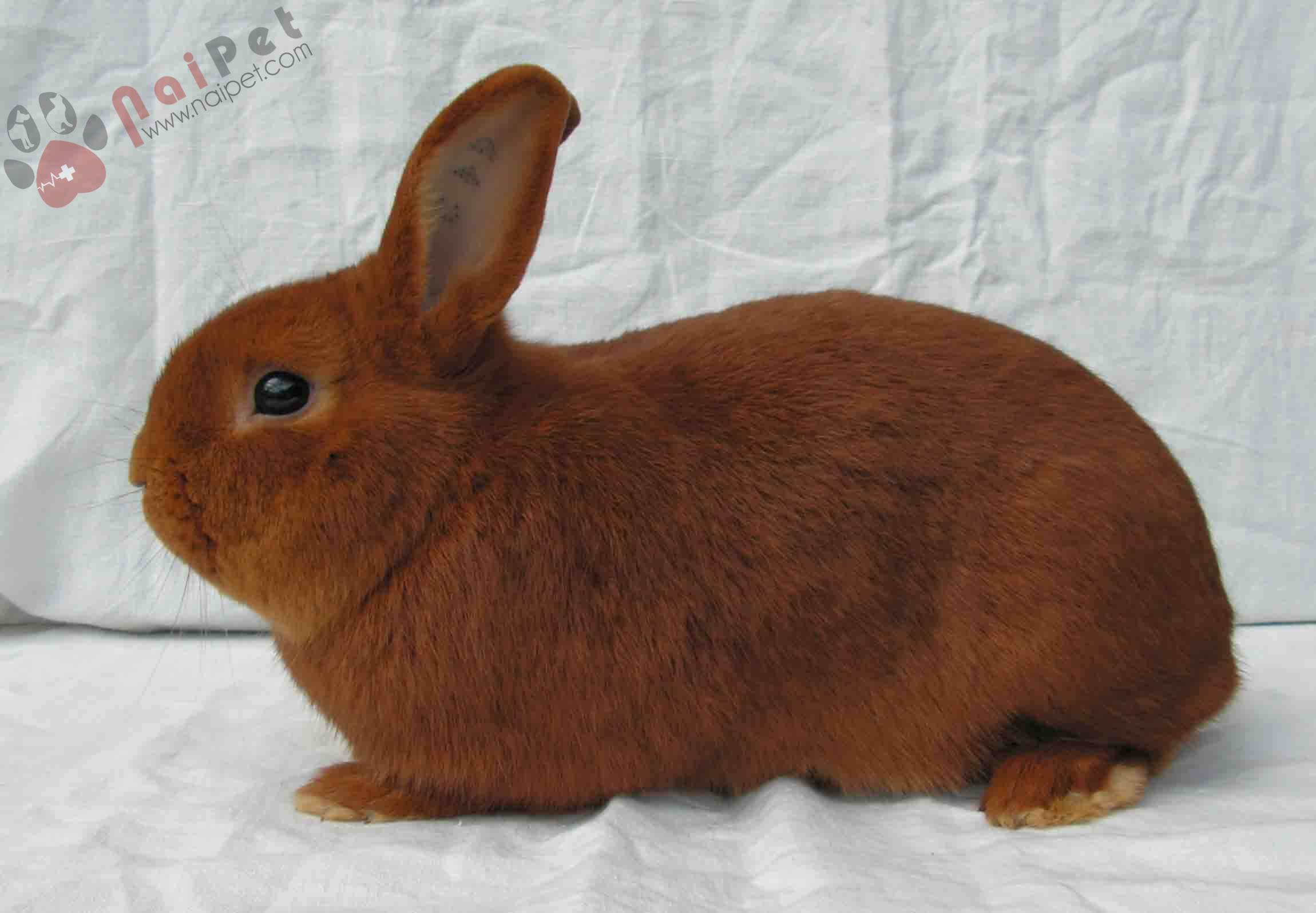 hoi-dap-ve-benh-rcd-o-tho-rabbit-calicivirous-disease