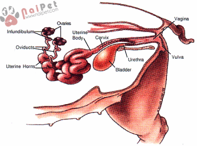 khac-phuc-hien-tuong-lon-kem-sinh-san