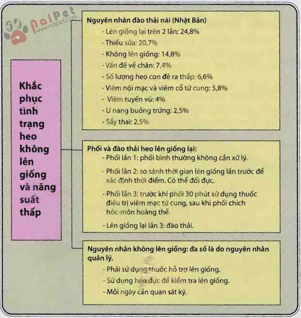 khac-phuc-tinh-trang-heo-khong-len-giong-va-nang-suat-thap 1