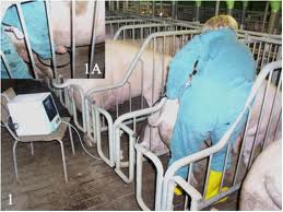 khac-phuc-tinh-trang-heo-khong-len-giong-va-nang-suat-thap