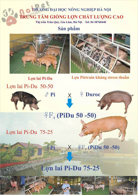 ky-thuat-chon-giong-heo-nhieu-nac