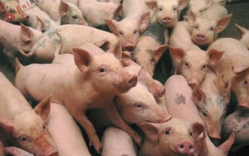 Piglets are seen at a farm on the outskirts of Baokang, in central China's Hubei province, September 12, 2007.The retail price of pork in China, the country's staple meat, soared 77.6 percent in August from the same month a year ago, though it began to decline in the middle of the month, according to the National Development and Reform Commission, Xinhua News Agency reported. REUTERS/Stringer (CHINA) CHINA OUT - RTR1TQYU