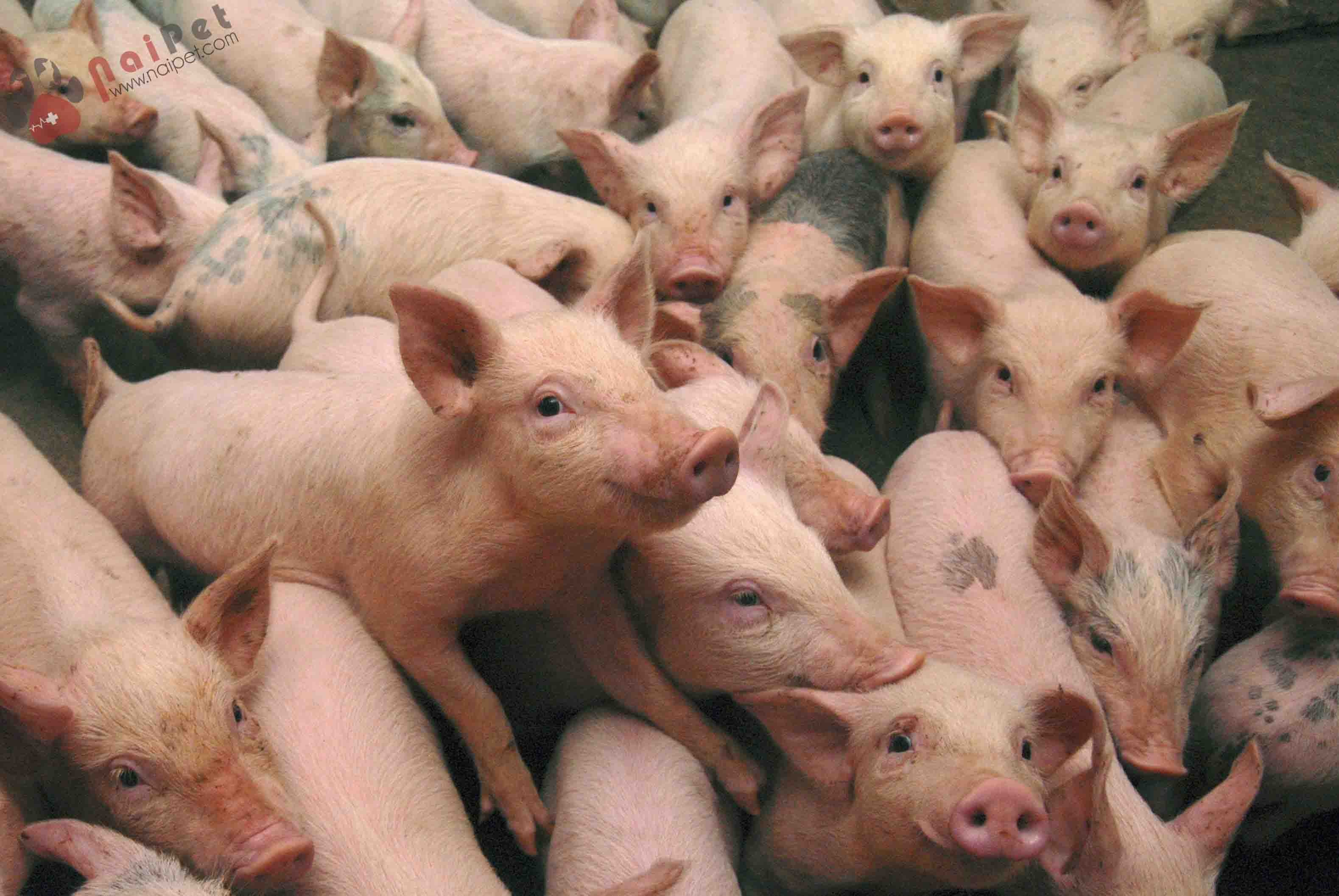 Piglets are seen at a farm on the outskirts of Baokang, in central China's Hubei province, September 12, 2007.The retail price of pork in China, the country's staple meat, soared 77.6 percent in August from the same month a year ago, though it began to decline in the middle of the month, according to the National Development and Reform Commission, Xinhua News Agency reported. REUTERS/Stringer (CHINA) CHINA OUT - RTR1TQYU