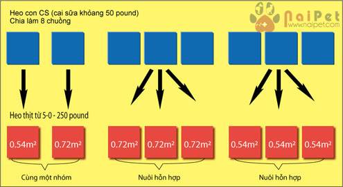 mat-do-nuoi-lam-anh-huong-den-nang-suat-heo-thit 1