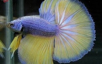 Một Số Bệnh Thường Gặp Ở Cá Betta mot-so-benh-thuong-gap-o-ca-betta