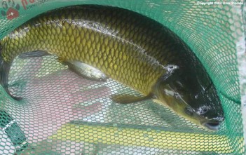 Một Số Bệnh Thường Gặp Ở Cá Trắm Cỏ mot-so-benh-thuong-gap-o-ca-tram-co