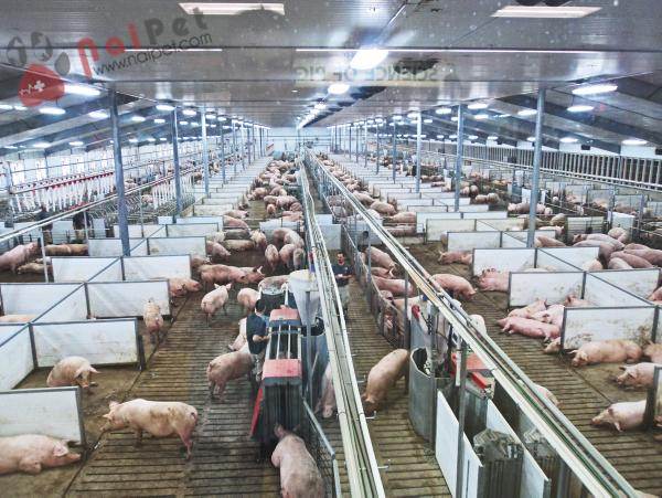 nang-cao-chat-luong-heo-thit