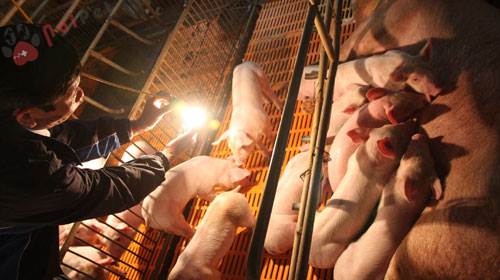 nang-cao-so-luong-heo-con-increase-number-of-piglet