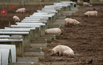 nhung-yeu-to-gay-benh-o-heo 2