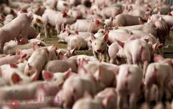 Pig factory farm : Lehmann Brothers Farms LLC in Strawn, Illinois, US