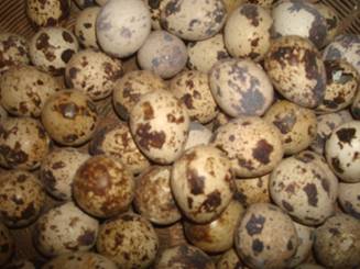 phong-tru-hoi-chung-cut-de-trung-trang