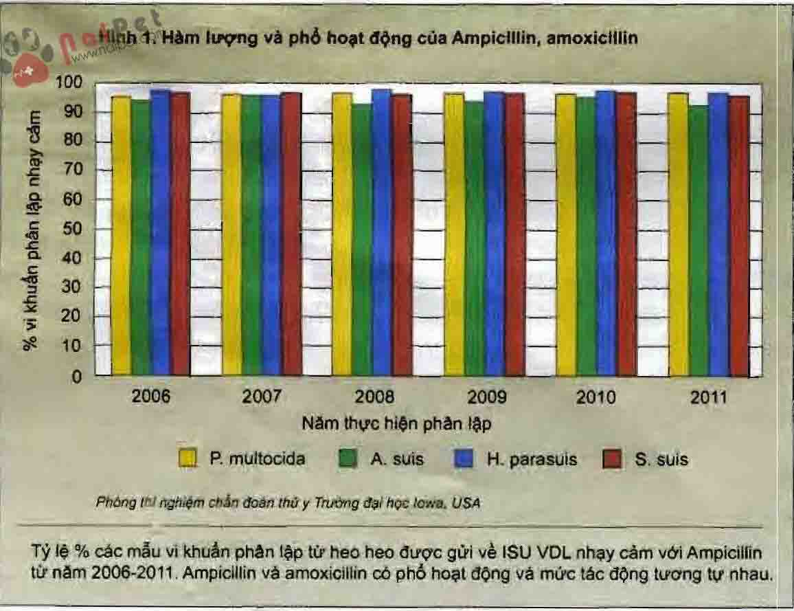 phuong-phap-nao-tot-nhat-de-su-dung-amoxicillin-o-heo