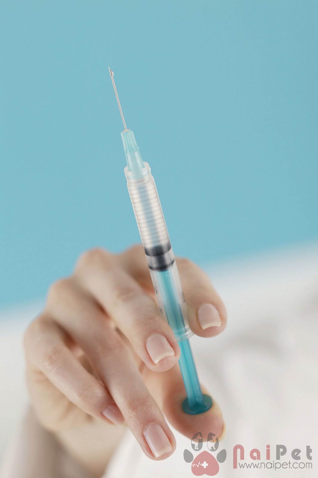 phuong-phap-phong-chong-pmws-o-heo