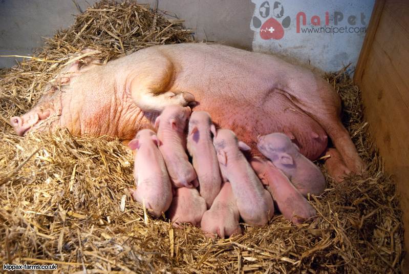 quan-ly-heo-con-so-sinh-trong-vong-1-tuan-dau-sau-khi-sinh