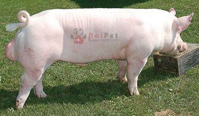 quy-trinh-cham-soc-va-nuoi-heo-duc-giong 1