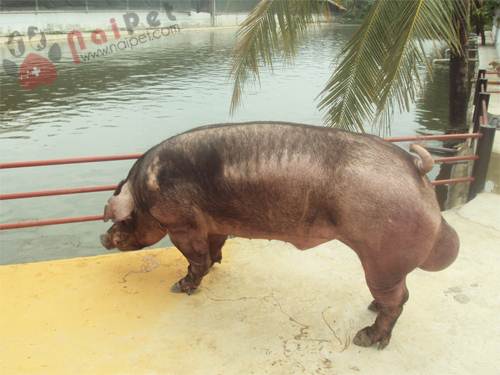 quy-trinh-cham-soc-va-nuoi-heo-duc-giong