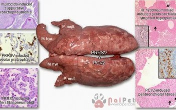 su-tuong-tac-benh-prrs-va-pvc2-trong-trai-heo 1