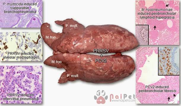 su-tuong-tac-benh-prrs-va-pvc2-trong-trai-heo 1